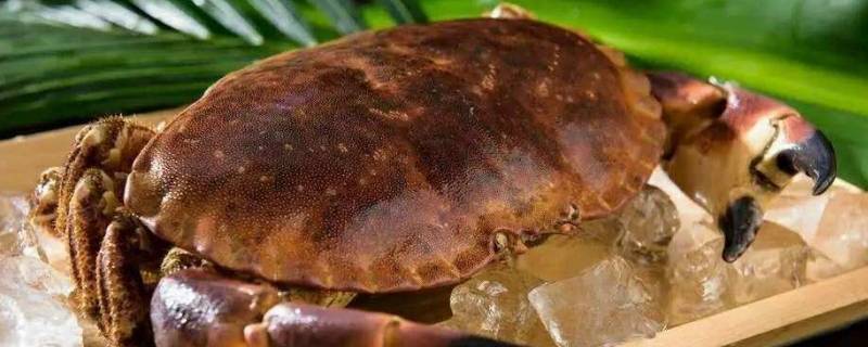 面包蟹怎么保存到第二天（活得面包蟹怎么放到第二天）