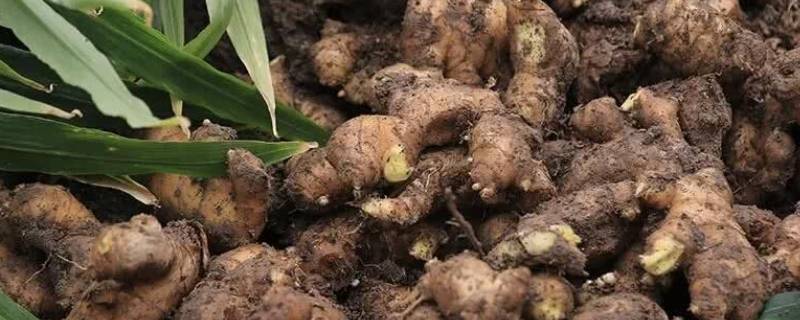 种植过的姜母可以食用吗 种过的姜母能吃吗