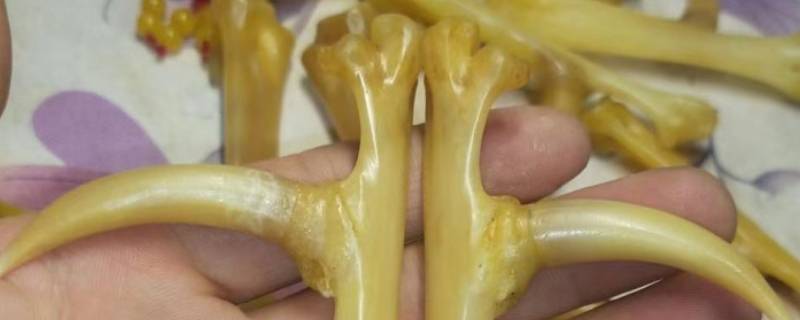 文玩鸡爪骨是什么鸡（文玩鸡爪骨是什么鸡品种）