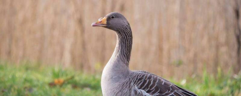 红嘴雁是鸭子还是鹅 鹅和红嘴雁的区别