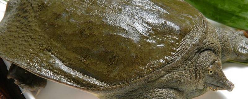 中华鳌是什么 巨鳌是什么东西