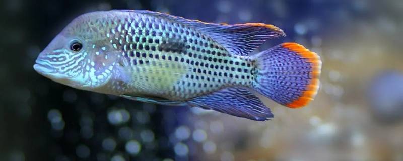 鱼是怎么繁殖后代的 鱼是怎么繁殖后代的视频