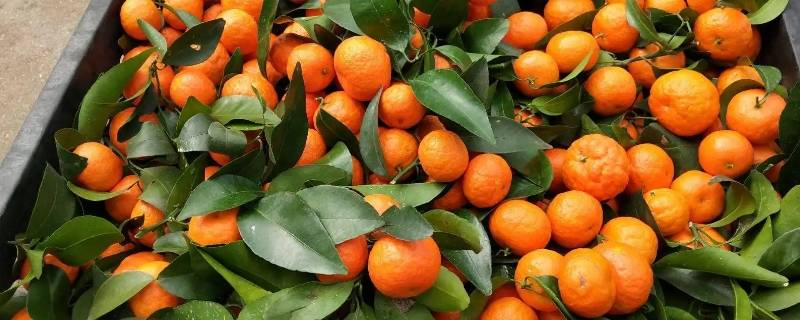 冰糖橘怎么保存不容易坏（冰糖橘子怎么保存）