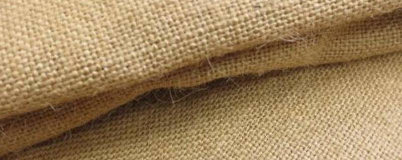 黄麻是什么 黄麻是什么植物