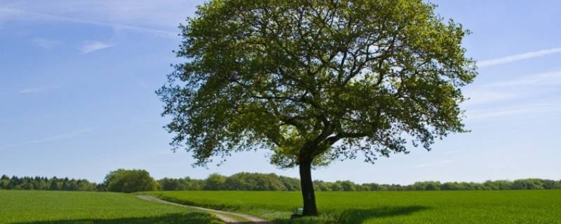 冬天给树撒盐树会死吗 树下撒盐树会死吗