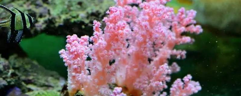 珊瑚石为什么不能捡 珊瑚可以捡吗