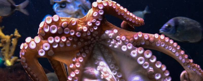 章鱼的天敌是什么（章鱼的天敌是什么鱼）