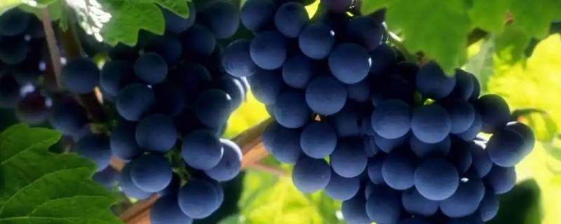 什么水果像珍珠熟的味甜生的酸（像珍珠熟的甜生的酸是什么水果）