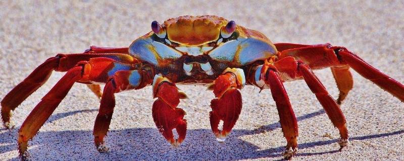 螃蟹能上动车高铁吗（螃蟹不可以上高铁吗）