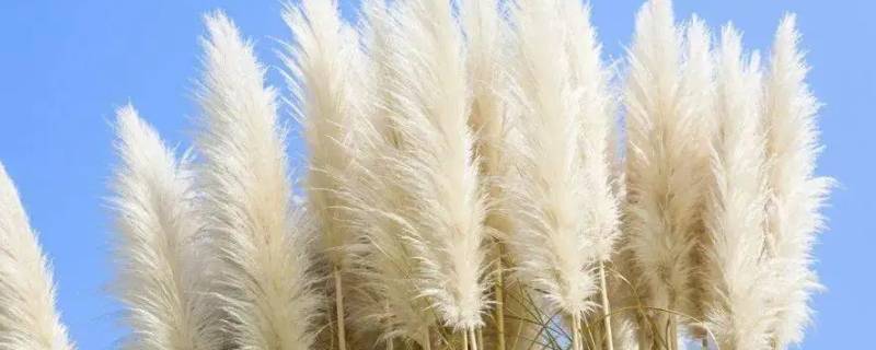 芦苇花为什么不保暖（芦花为啥不保暖）