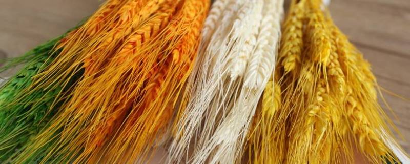 给麦穗染色用什么染料 麦穗染色是什么颜料