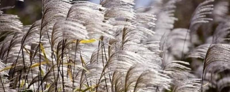 芦花为什么不能做棉袄（芦花当棉花）
