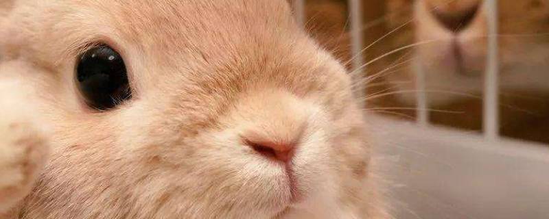 为什么叫兔子 我们的国家为什么叫兔子