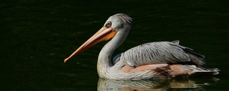 抓鱼的大嘴鸟叫什么（抓鱼的大嘴鸟叫什么读音）