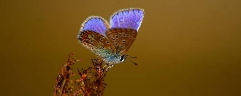 昆虫属于什么门（昆虫属于什么门什么纲什么目什么科）