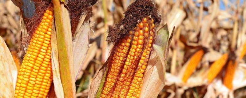 带芯玉米一立方多少斤（玉米芯每立方米有多少斤）