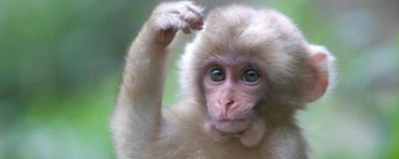 猴子的种类（猴子的种类有哪些）