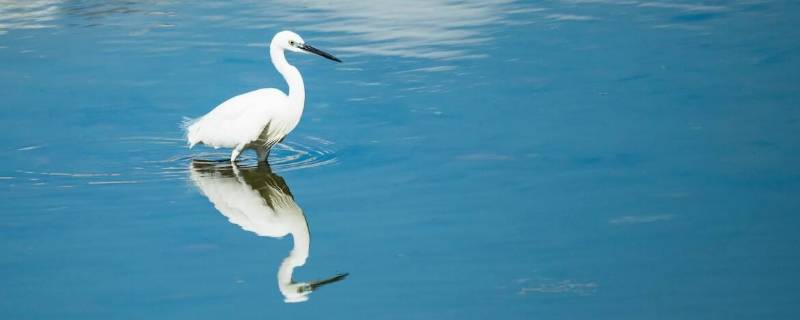 白鹭的身体有多长 白鹭的身体有多长?