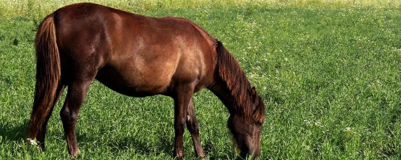 马为什么能被驯服 为什么马会被驯服