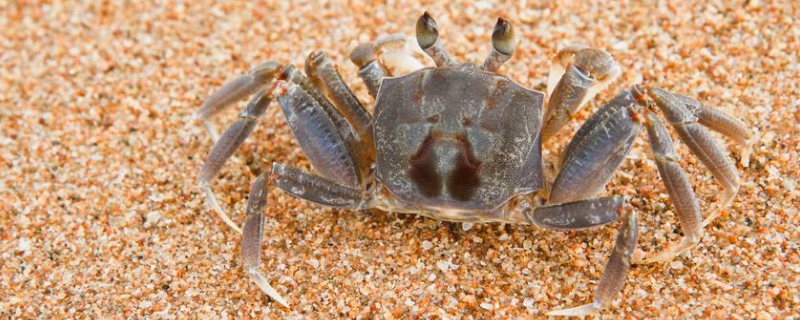 螃蟹会冬眠吗（螃蟹会冬眠吗设到快递螃蟹如何保鲜）