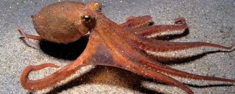 八爪鱼有几个脑袋 八爪鱼有几个脑袋?几个眼睛分别在哪?