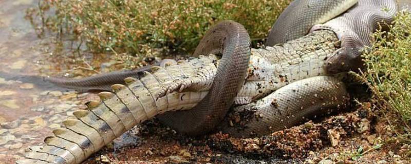 蟒蛇有牙吗（蟒蛇的牙齿长什么样）