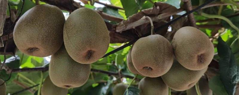 奇异果如何保存（奇异果如何保存在冰箱）