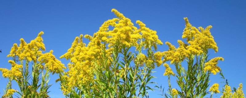 加拿大一枝黄花到底是什么（加拿大一枝黄花到底是什么花）