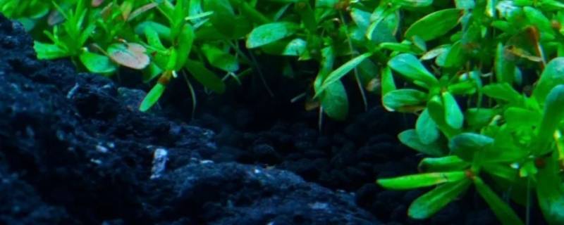 水草泥是什么东西（水草泥是干嘛的）
