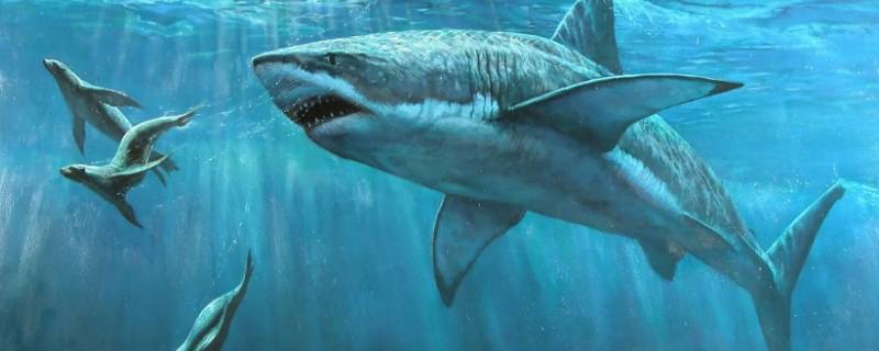 鲨鱼是什么（鲨鱼是什么意思网络用语?）