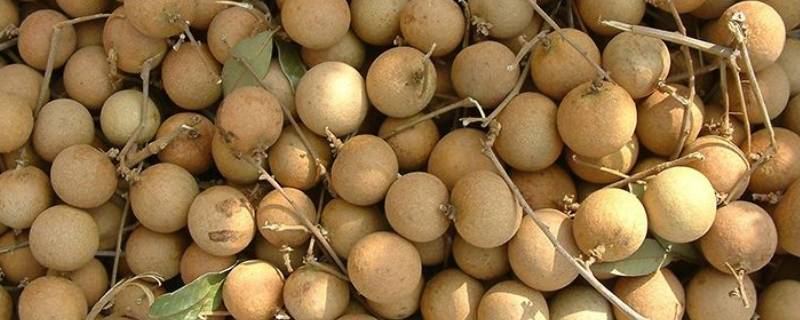 泰国龙眼蓝标和绿标的区别（泰国龙眼蓝标和红标）