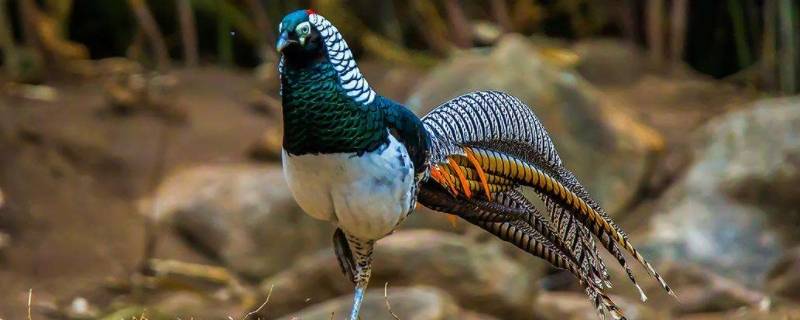 为什么要保护濒危动物（为什么要保护濒危动物的原因）