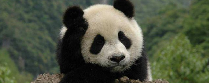 熊猫什么科 熊猫什么科动物