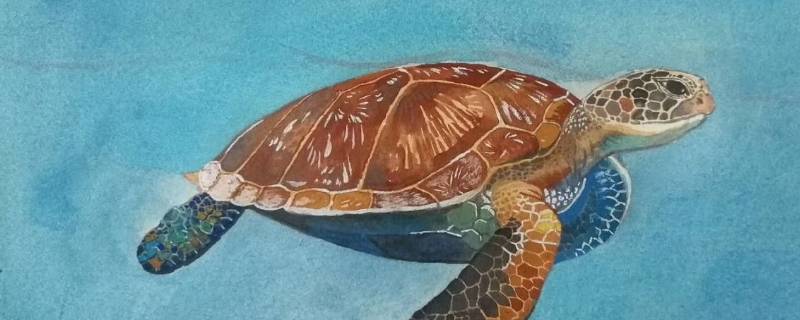 海龟在海里吃什么东西 海龟在海里吃什么?