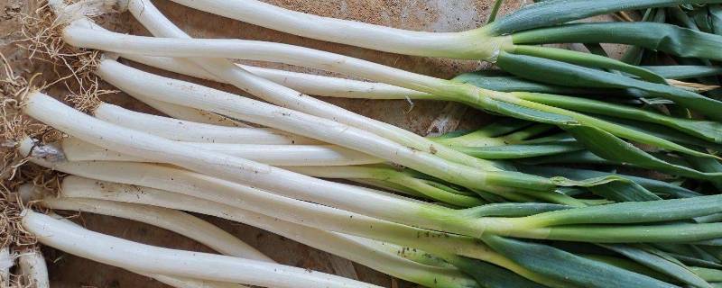 秋天买回来的大葱怎么保存 冬季买回来的大葱怎么保存