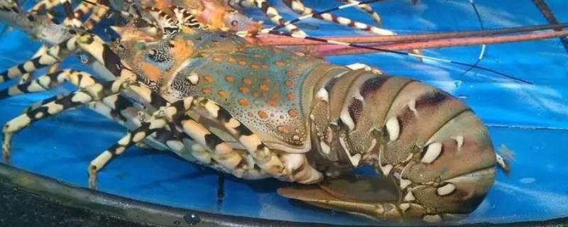 大龙虾有哪些品种（大龙虾有哪些品种图片）