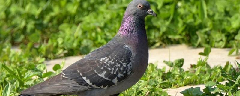 野生鸽子是保护动物么 野鸽子是野生保护动物吗