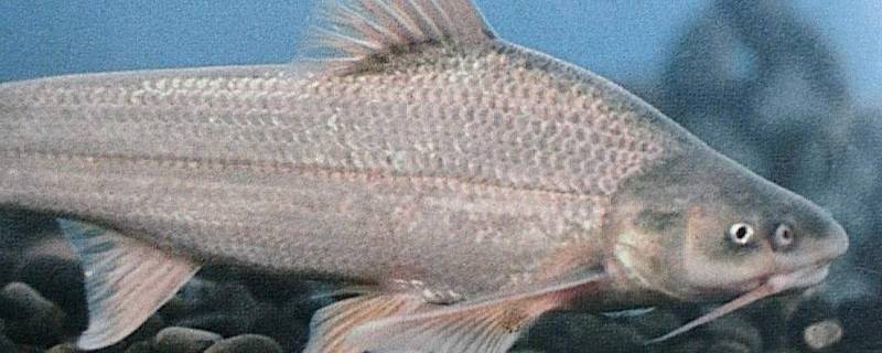 喜头鱼是什么鱼? 喜头鱼是什么鱼图片