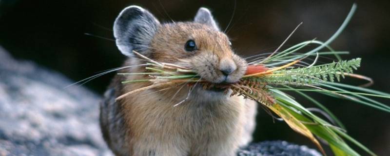 有效灭老鼠方法（怎样灭老鼠最有效的方法）