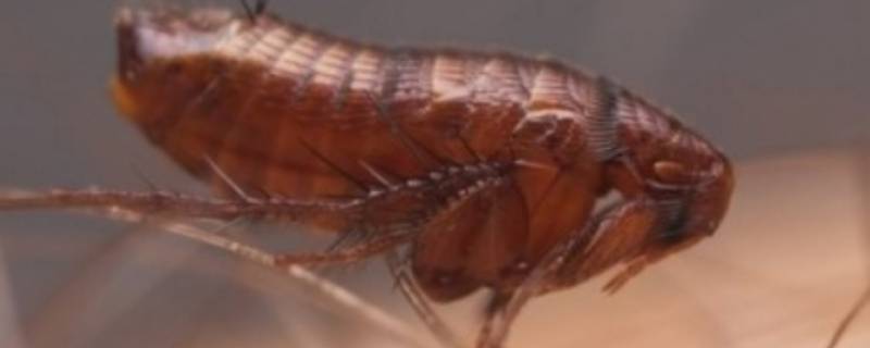 虱子一般在哪躲藏（虱子一般都会藏在哪里）