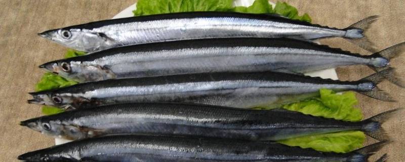 刀鱼一般分为哪几种（刀鱼有哪几种）