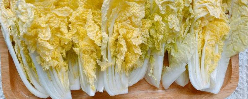 黄芽菜是什么菜（俗称黄芽菜的菜是什么菜）