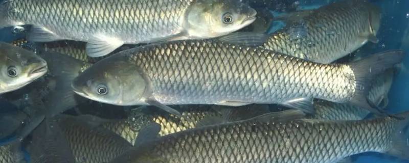 活鱼怎么杀（如何杀活鱼及杀鱼的技巧）