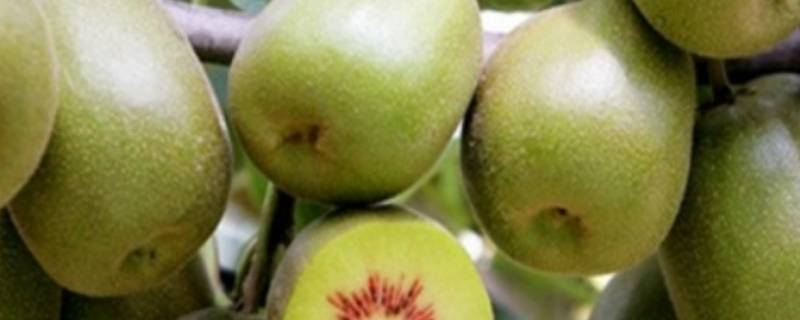 猕猴桃怎样快速变软（猕猴桃咋样快速变软）