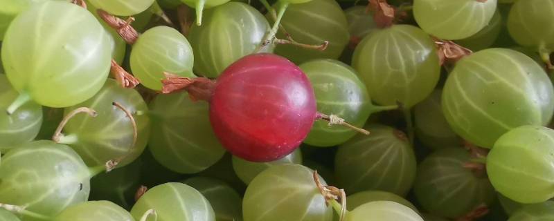 gooseberry是什么水果（gooseberry是什么意思）