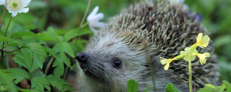 刺猬是国家几级保护动物 野生刺猬是国家几级保护动物