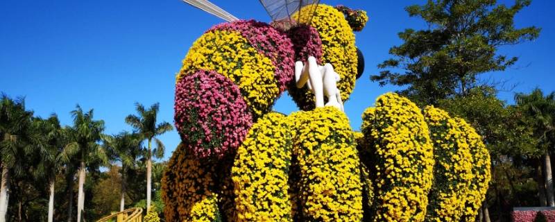 深圳菊花展在什么地方 深圳东湖菊花展在哪个门