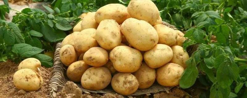 谷薯类有哪些 谷薯类有哪些食物