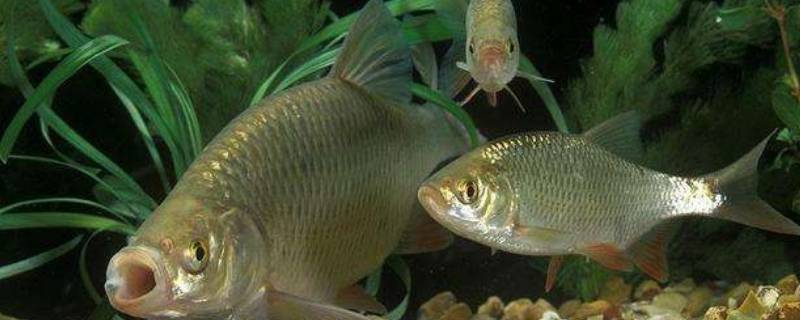 冬季鱼在什么位置（冬天鱼一般在什么位置）