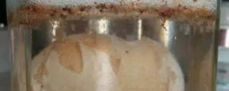 鸡蛋壳加醋后的现象与原理（鸡蛋壳加醋后的现象与原理可以喷洒植物嘛）